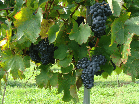 Txakoli en Leioa